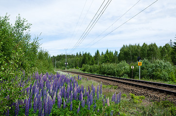 Image showing Lupin flowers by the railroad