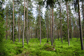 Image showing Colorful pine tree forest