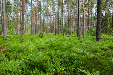 Image showing Green ground in a bright forest