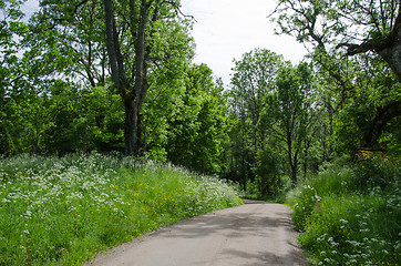 Image showing Green gravel road