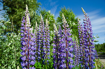 Image showing Blue lupines closeup