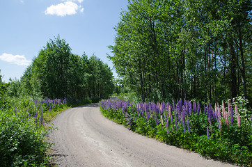 Image showing Gravel road surrounded of lupines