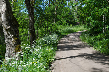 Image showing Gravel road with summer feeling