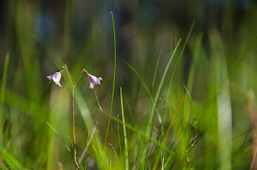 Image showing Shiny twinflowers