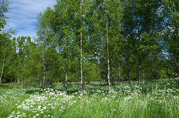 Image showing Beautiful summer meadow