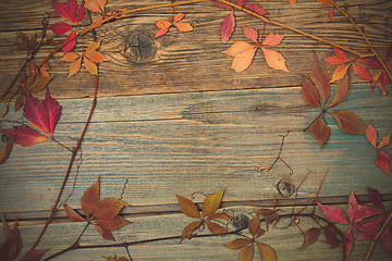 Image showing Still Life with dry leaves and stems