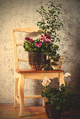 Image showing Still Life with two pelargonium and fuchsia