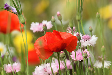 Image showing SOFT SUMMER SCENE WITH POPPY.