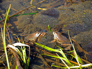 Image showing Frogs