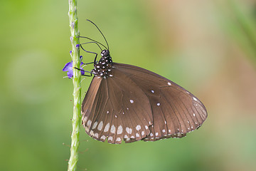 Image showing Butterfly resting (Euploea core)