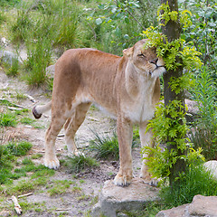 Image showing Large lioness in green environment