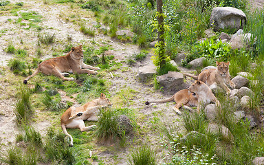 Image showing Large lions in green environment