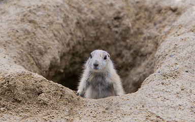 Image showing Prairie dog checking out