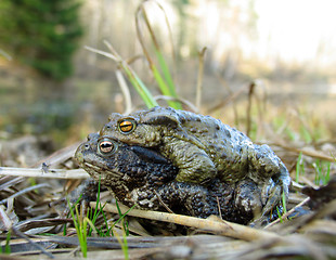 Image showing Gray toads