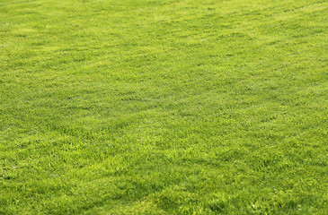 Image showing Green lawn background