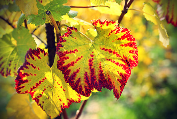 Image showing Autumn bright leaf of grape 