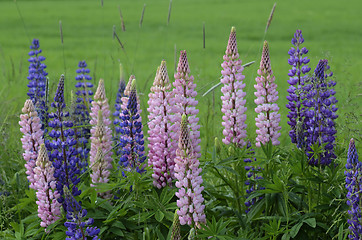 Image showing blooming lupines on the side of road