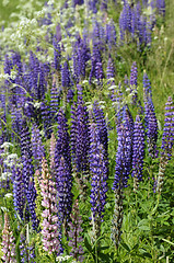 Image showing blooming lupines in June