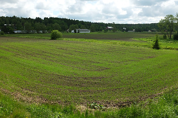 Image showing rows of young sprouts on the field