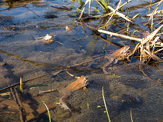 Image showing Frogs