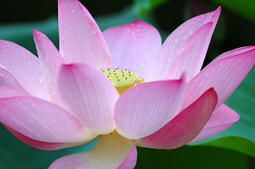 Image showing Closeup of blooming lotus flower