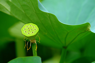 Image showing Seed head of lotus