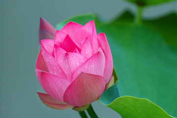 Image showing Lotus flower and bud