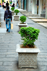 Image showing Line of plant pots