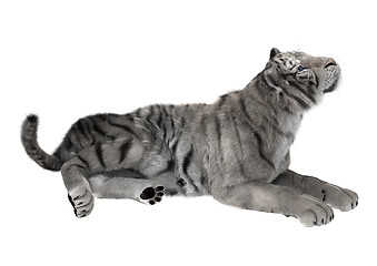 Image showing White Tiger