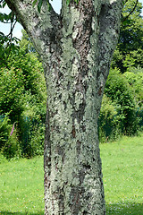 Image showing Tree trunk.