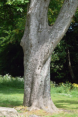 Image showing Tree trunk.