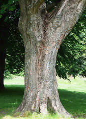 Image showing Tree trunk.