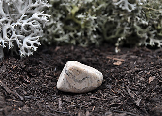 Image showing Jasper on forest floor