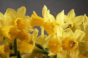 Image showing Yellow daffodils seen up close.