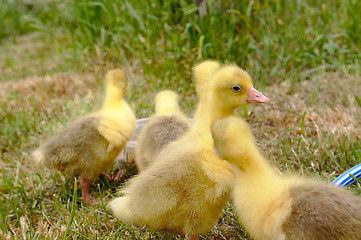 Image showing Yellow goose on the grass.