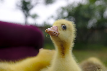 Image showing The small yellow goose on the grass.