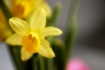 Image showing Yellow daffodils seen up close.