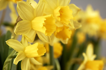 Image showing Yellow daffodils seen up close.