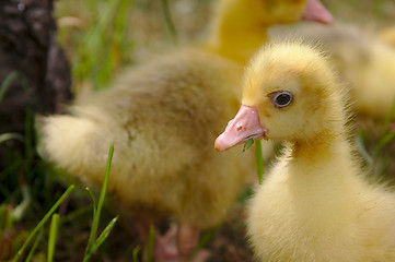 Image showing Yellow goose on the grass.