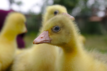 Image showing Yellow goose on the grass.