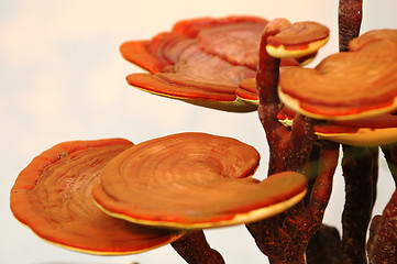 Image showing Close up of mushroom