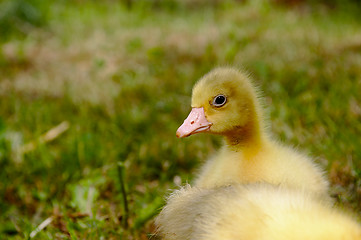 Image showing Yellow goose on the grass.