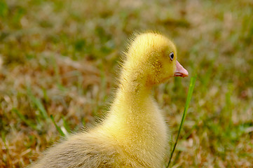 Image showing The small yellow goose on the grass.