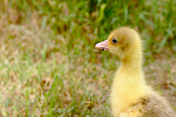 Image showing The small yellow goose on the grass.