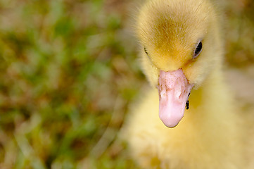 Image showing The small yellow goose on the grass.