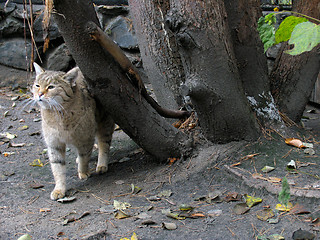Image showing Steppe wild cat
