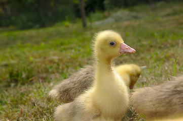 Image showing Yellow goose on the grass.