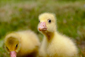 Image showing Yellow goose on the grass.