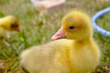 Image showing The small yellow goose on the grass.