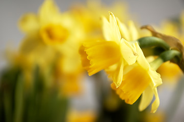 Image showing Yellow daffodils seen up close.